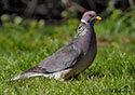 Columba fasciata